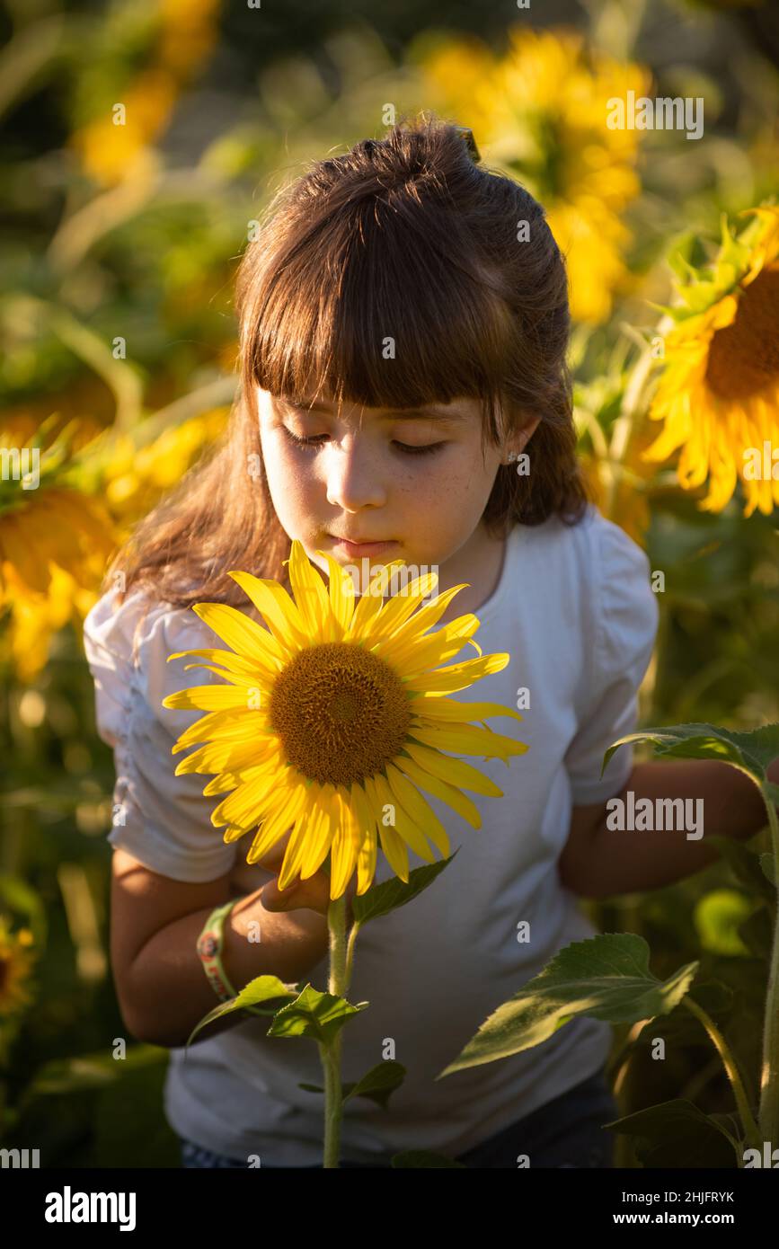 Girl in sunflower field hi-res stock photography and images - Page