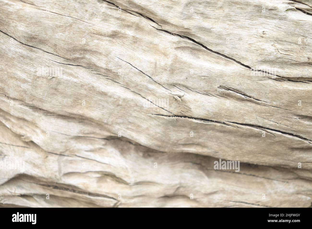 Fibrous stem hi-res stock photography and images - Alamy