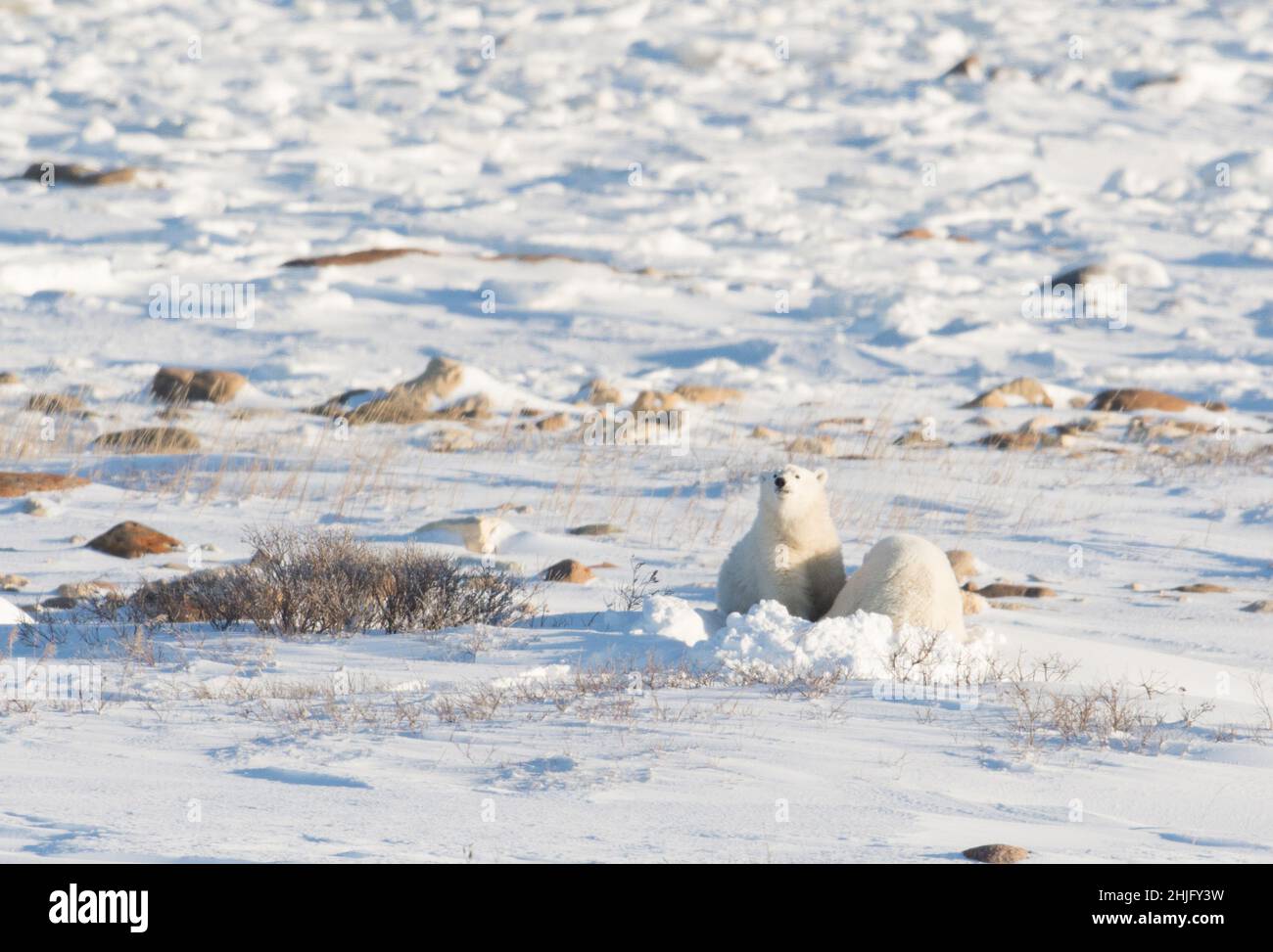 Female polar bear bedded down and nursing a cub along the shore of the Hudson Bay near Churchill, Manitoba Stock Photo