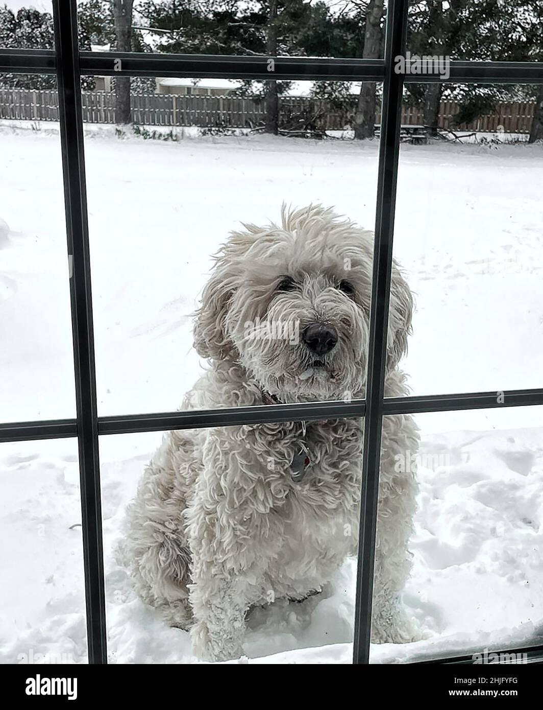 Large White Golden Doodle dog outdoors looking in waiting to go back inside of home.  Cute Expressions on its face. Stock Photo