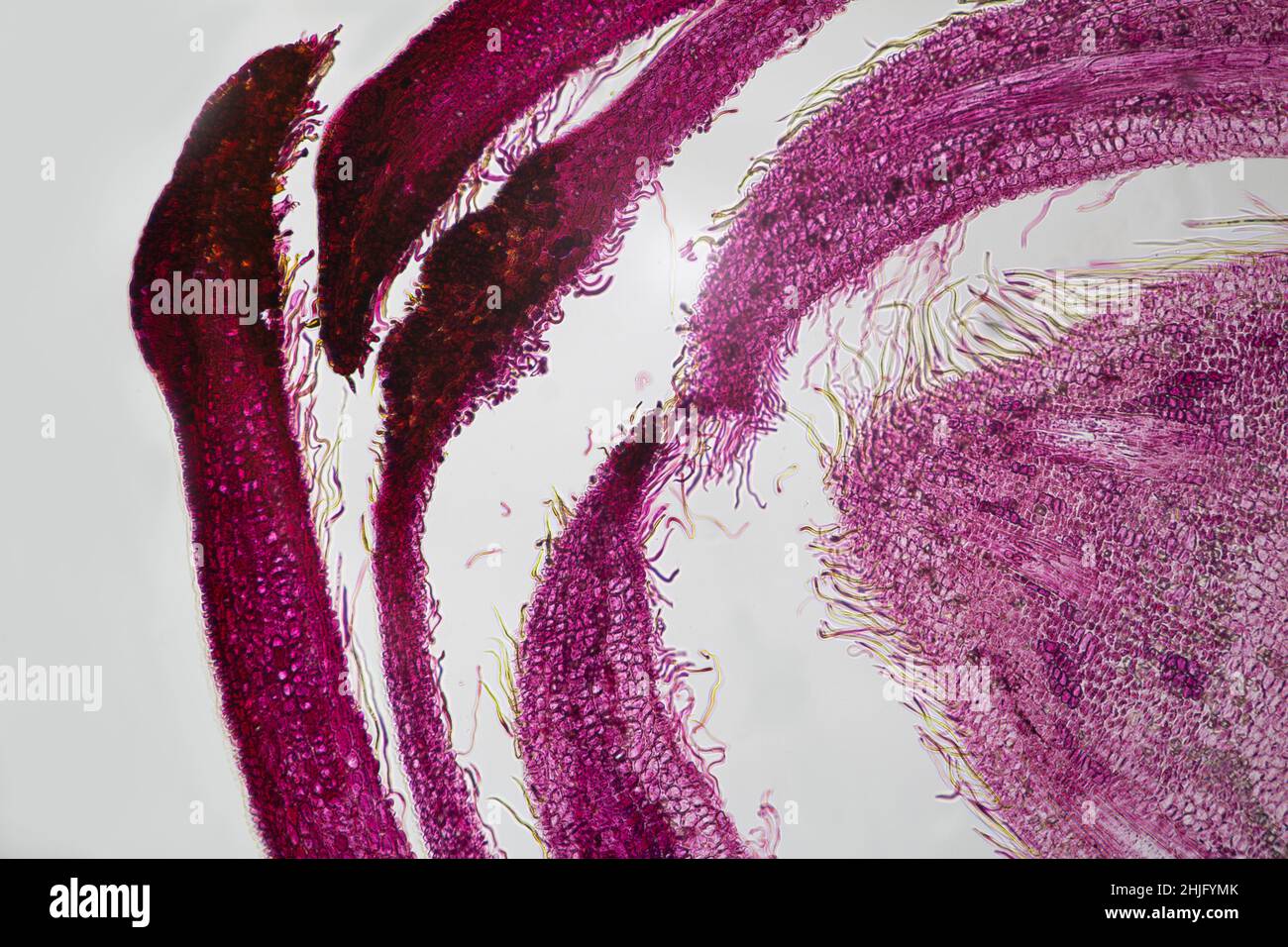 Acer stem Longitudinal section as viewed under a light microscope Stock Photo