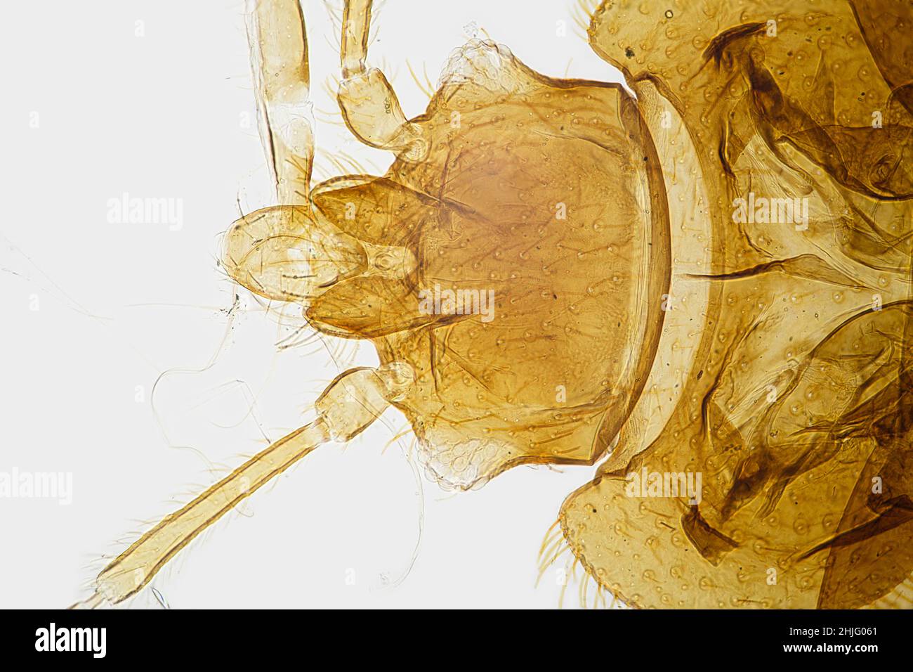 Close up of the head of a male bed bug as viewed through a light