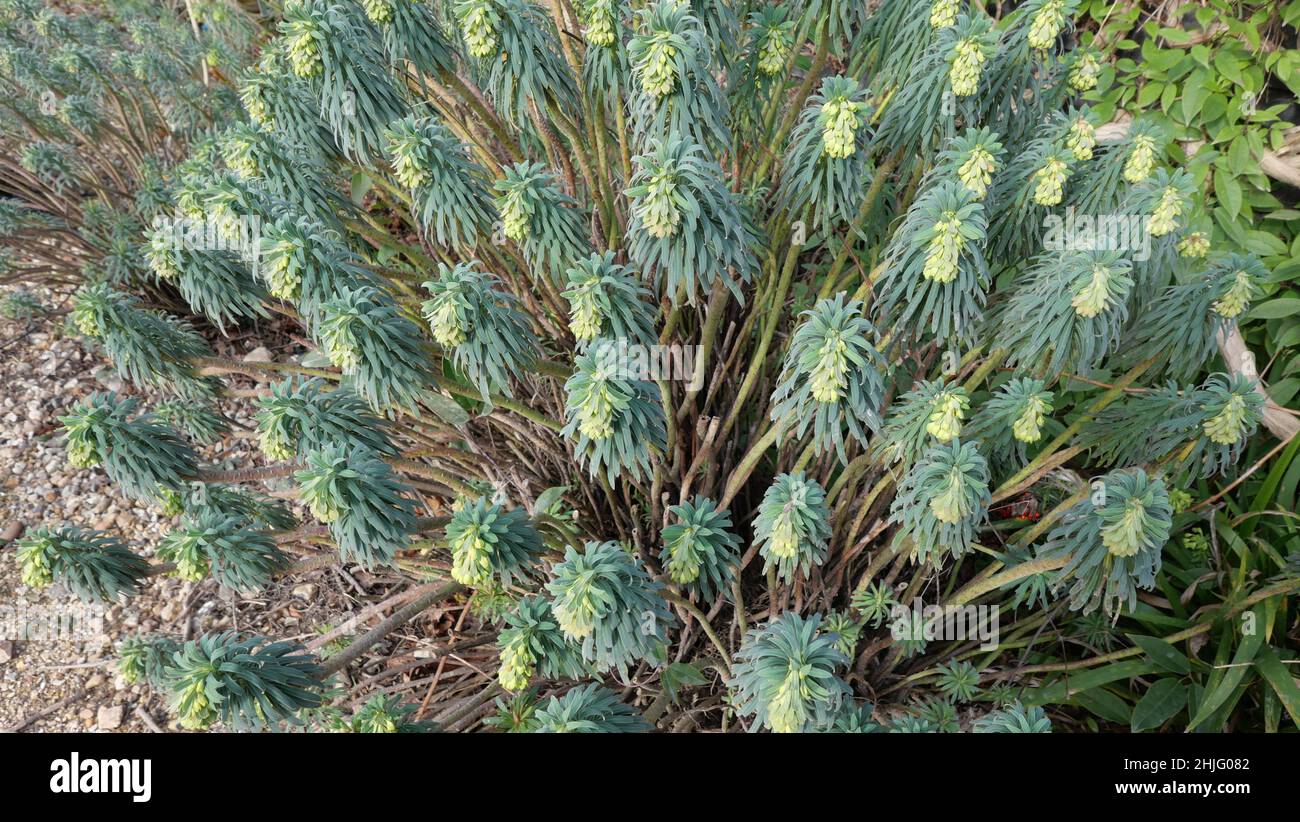 Full frame image of euphorbia foliage in shades of yellow green Stock Photo