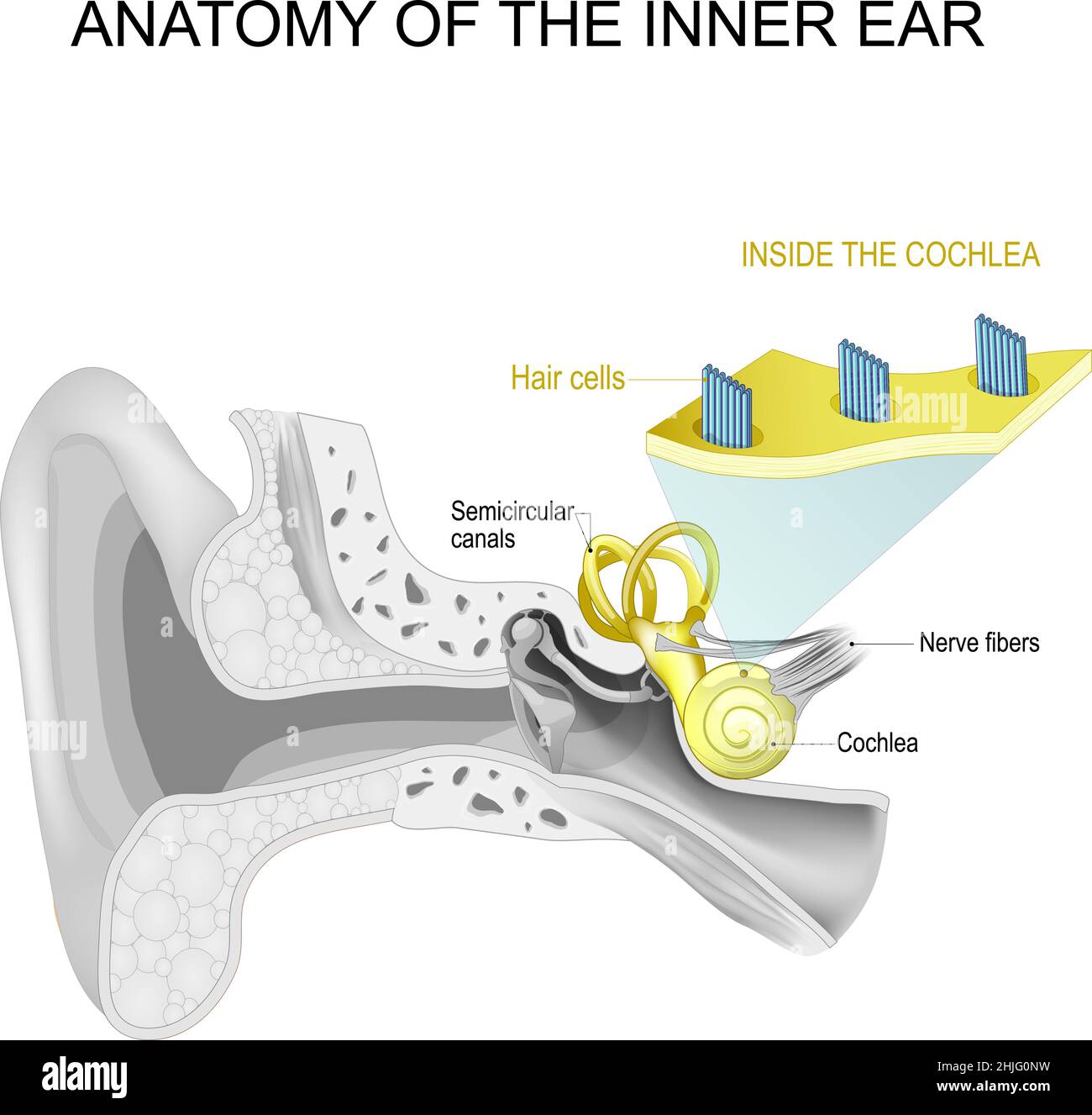 Anatomy of the inner ear. Close-up of Hair cells Inside the cochlea. Vector poster Stock Vector