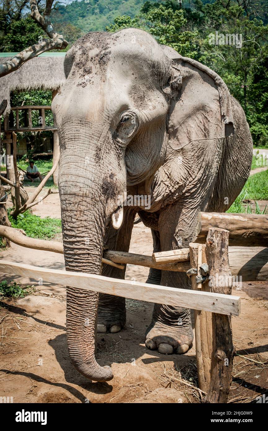 Beautiful elephant walking in natural reserve. Chiang Mai, Thailand Stock Photo