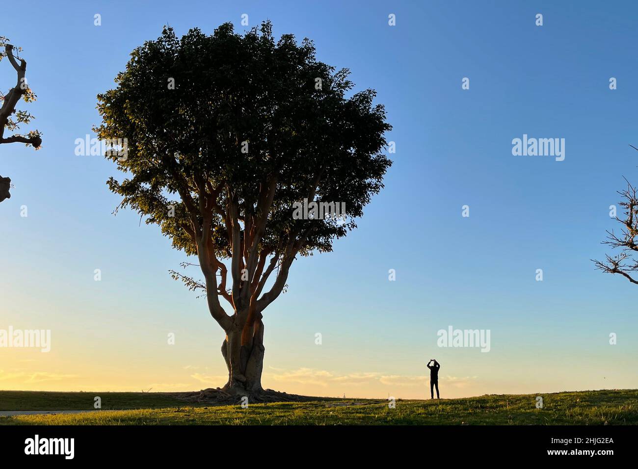 San Diego, California, USA. 06th Jan, 2022. A man uses his mobile device to make a photograph at sunset under a coral tree at the Embarcadero Marina Park on January 6, 2022, in San Diego, California. (Credit Image: © David Becker/ZUMA Press Wire) Stock Photo