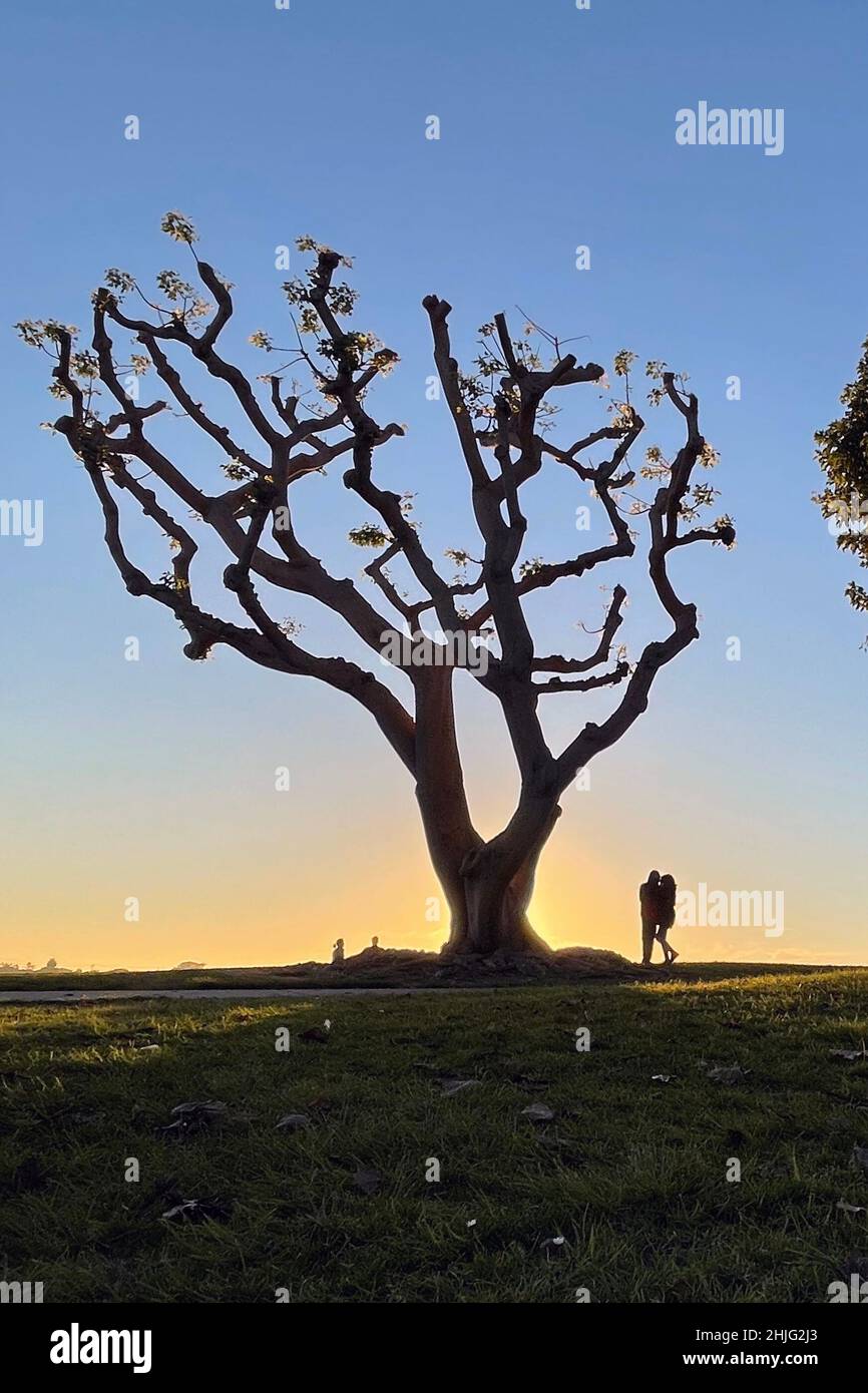 San Diego, California, USA. 06th Jan, 2022. A couple shares a moment under a recently trimmed coral tree at the Embarcadero Marina Park at sunset on January 6, 2022, in San Diego, California. (Credit Image: © David Becker/ZUMA Press Wire) Stock Photo