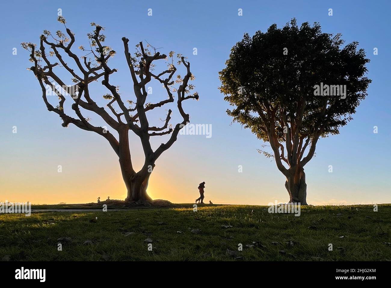 San Diego, California, USA. 06th Jan, 2022. A couple share a moment as they walk under coral trees at the Embarcadero Marina Park at sunset on January 6, 2022, in San Diego, California. (Credit Image: © David Becker/ZUMA Press Wire) Stock Photo