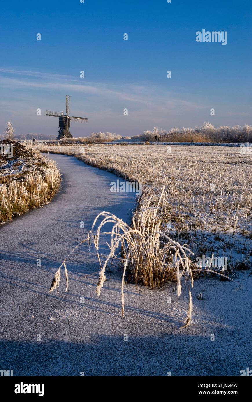 Frozen pond with riped reed near Streefkerk Stock Photo