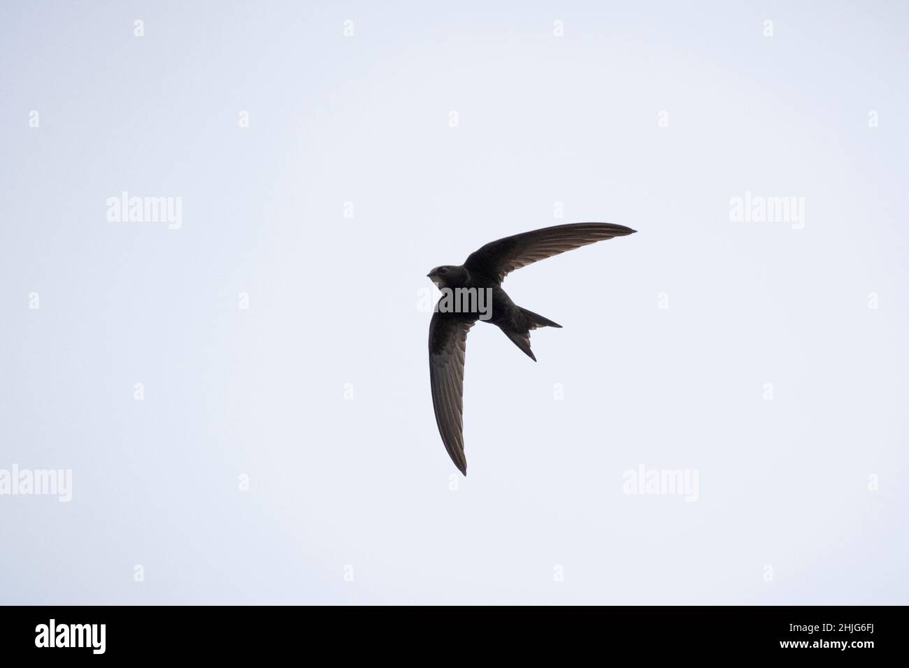 Swifts in flight hi-res stock photography and images - Alamy