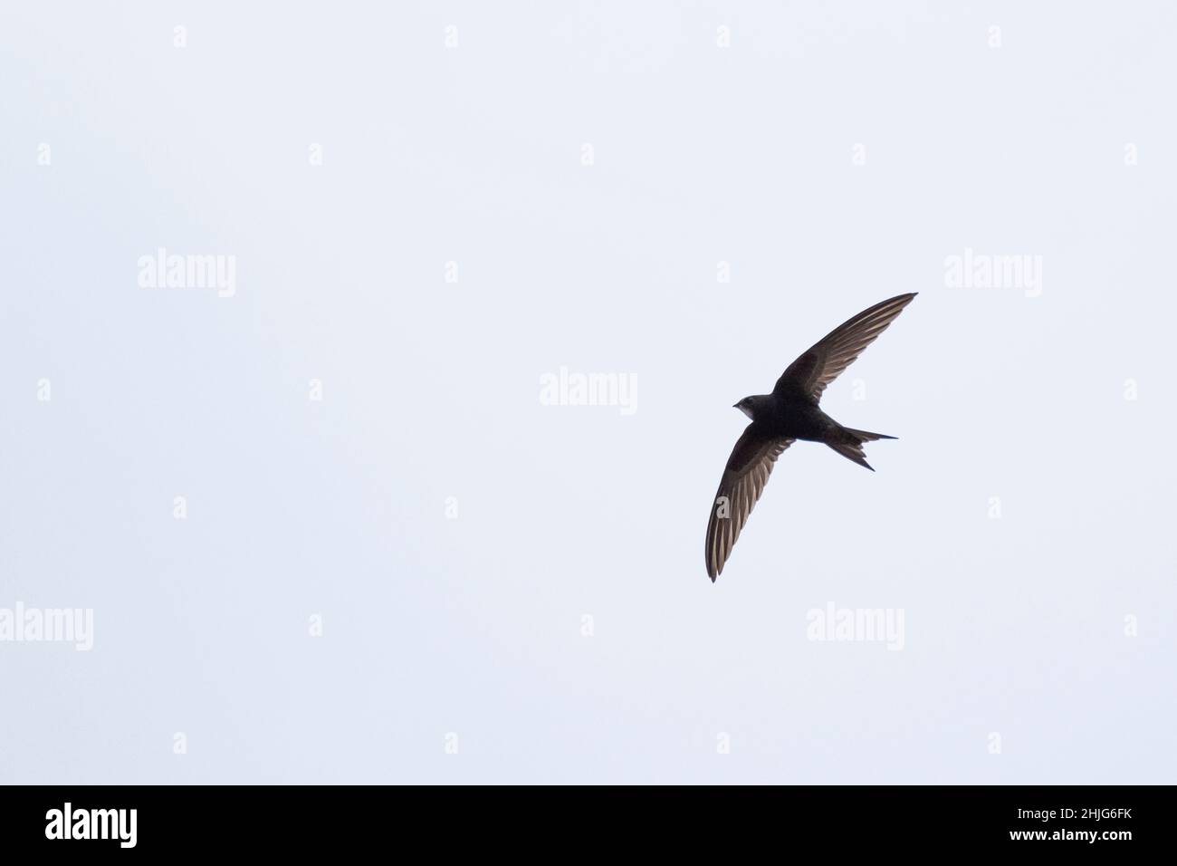 Common Swift (Apus apus) in flight. Barcelona. Catalonia. Spain Stock ...