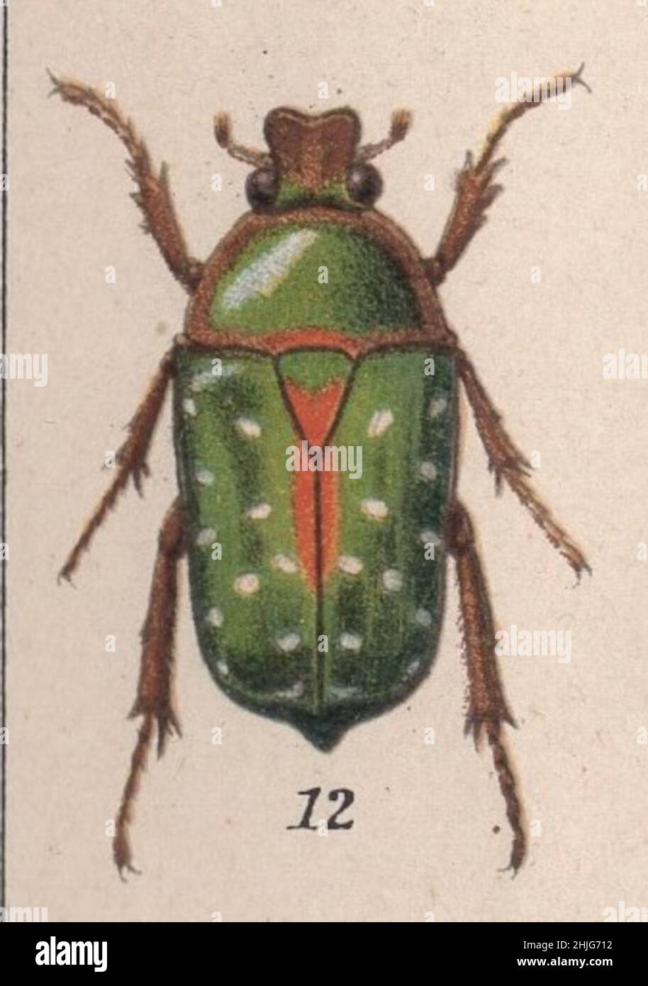 encyclopedia, Brockhaus, Konversations, Lexikon, Auflage, F. A. Brockhaus, Leipzig, Conversations, Brockhaus Enzyklopädie, beetles, beetle, käfer, colored, illustration, 14th edition, 19th century, 1894, Anstalt, Georg.-artist, latin, german, english, name, Engraving, chromolithograph, antique, Fine, calligraphy, image, exquisitely, drawn, vivid, fresh, Colours, Bug, art, artwork, Insect, graphic, vibrant, clarity, quality, science, botanic, detailful, decor, Entomology,  Stephanorrhina guttata / spotted flower beetle , Family: Scarabaeidae Stock Photo