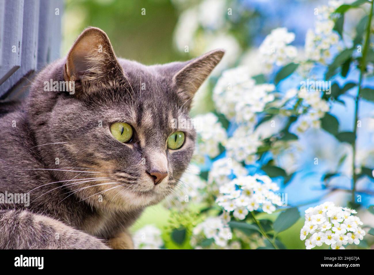 Gray cat with green eyes outside in the flowers. Hunting look. Stock Photo