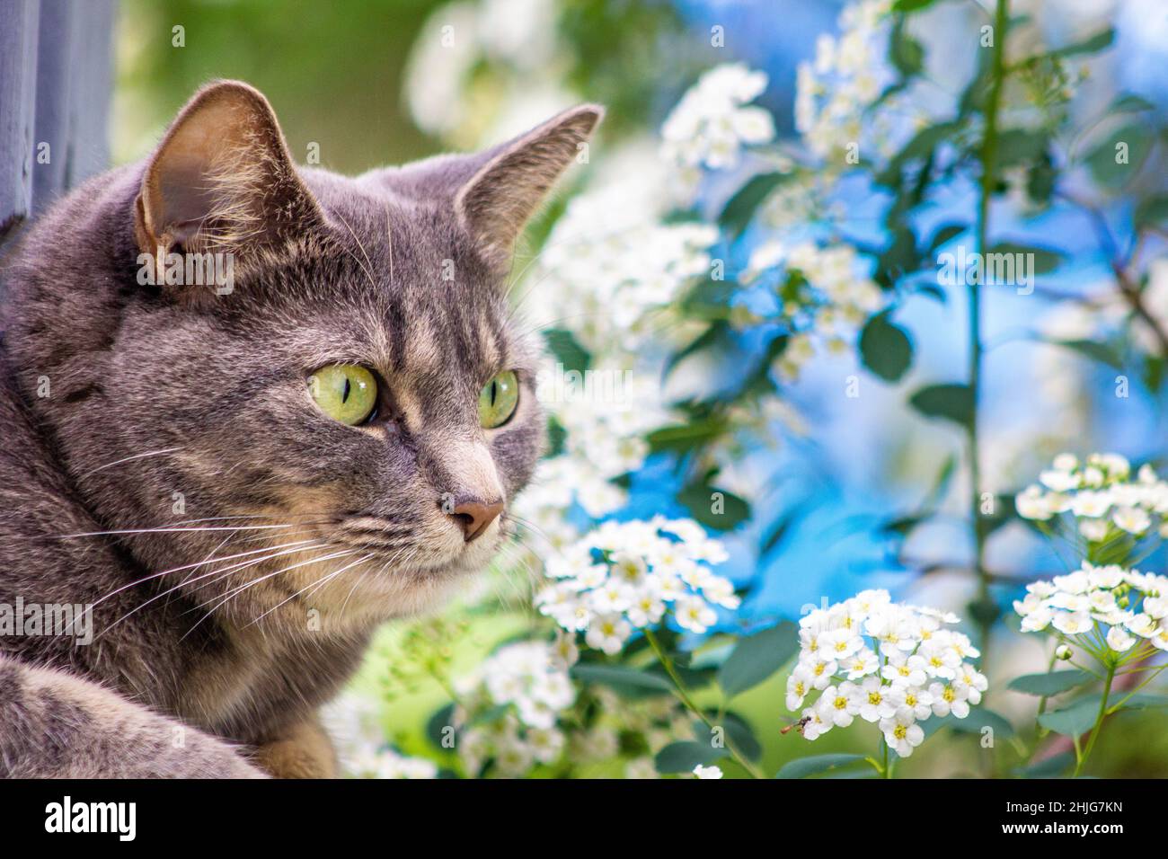 Gray cat with green eyes outside in the flowers. Hunting look. Stock Photo