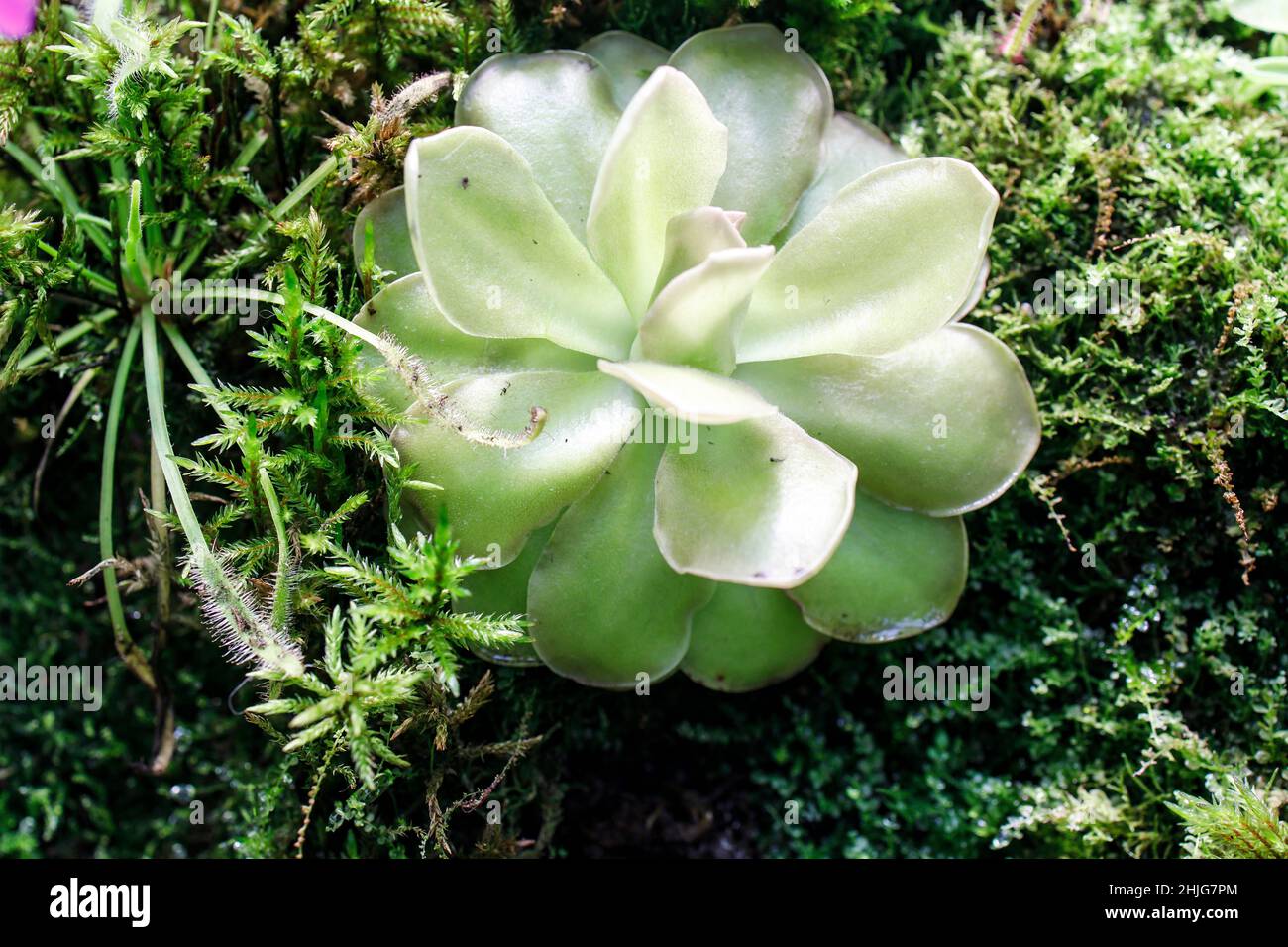 pinguicula gigantea x moctezumae is a tropical species of carnivorous