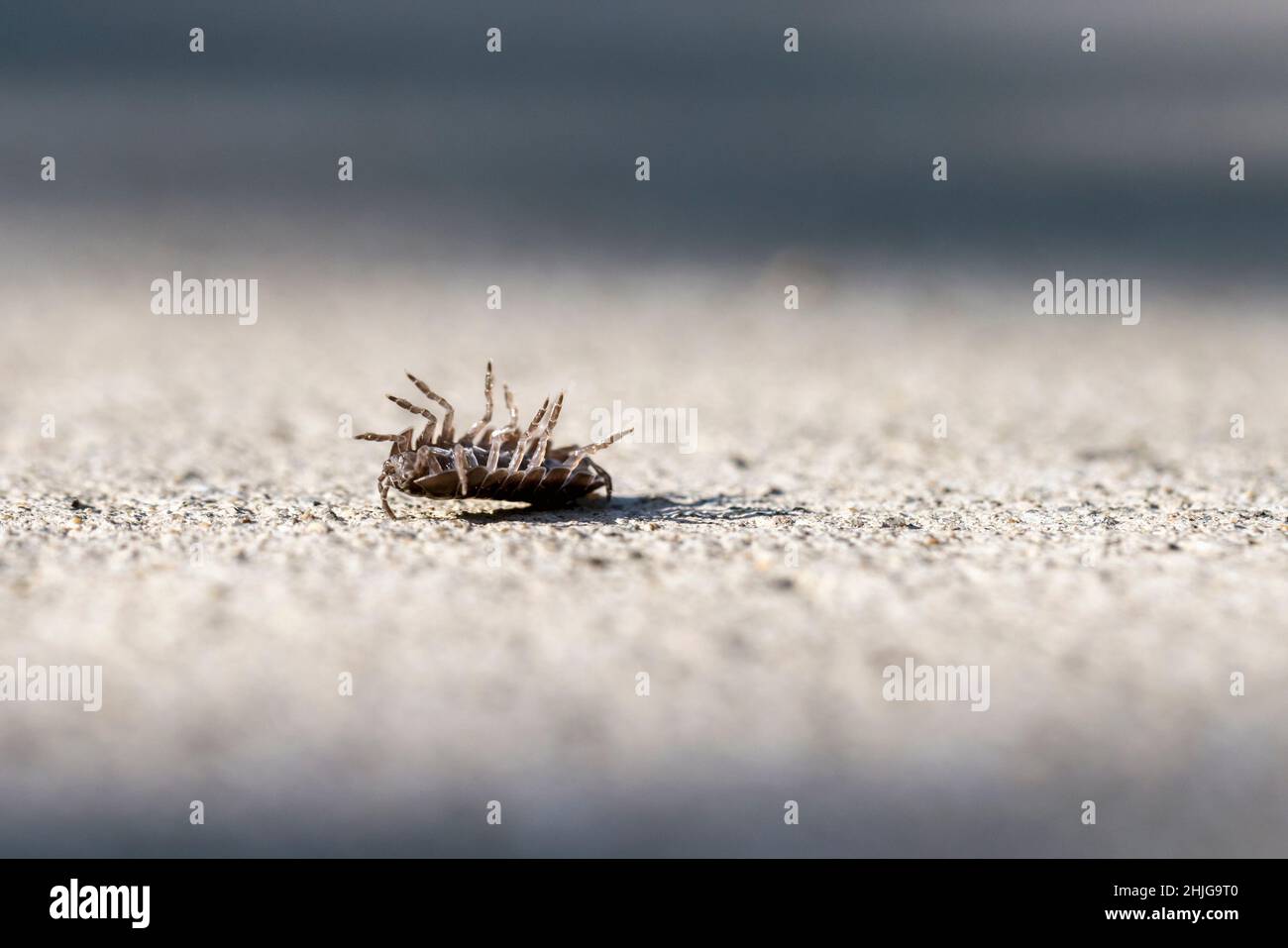 Rolly polly bug unrolls from protective stance,  upside down position on an asphalt surface Stock Photo