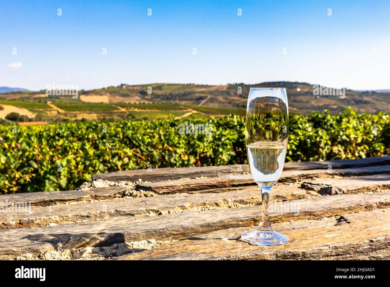 Glass of sparkling white wine on a Douro valley vineyard background. Muscatel culture in Portugal. Stock Photo