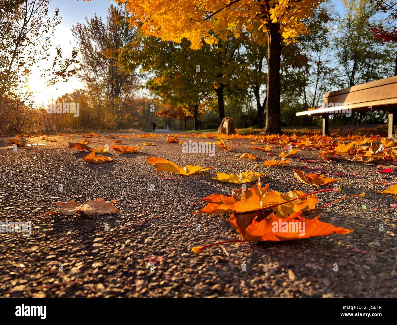 The warm glow of fallen leaves decorate the Boise Greenbelt on an early autumn morning. Stock Photo