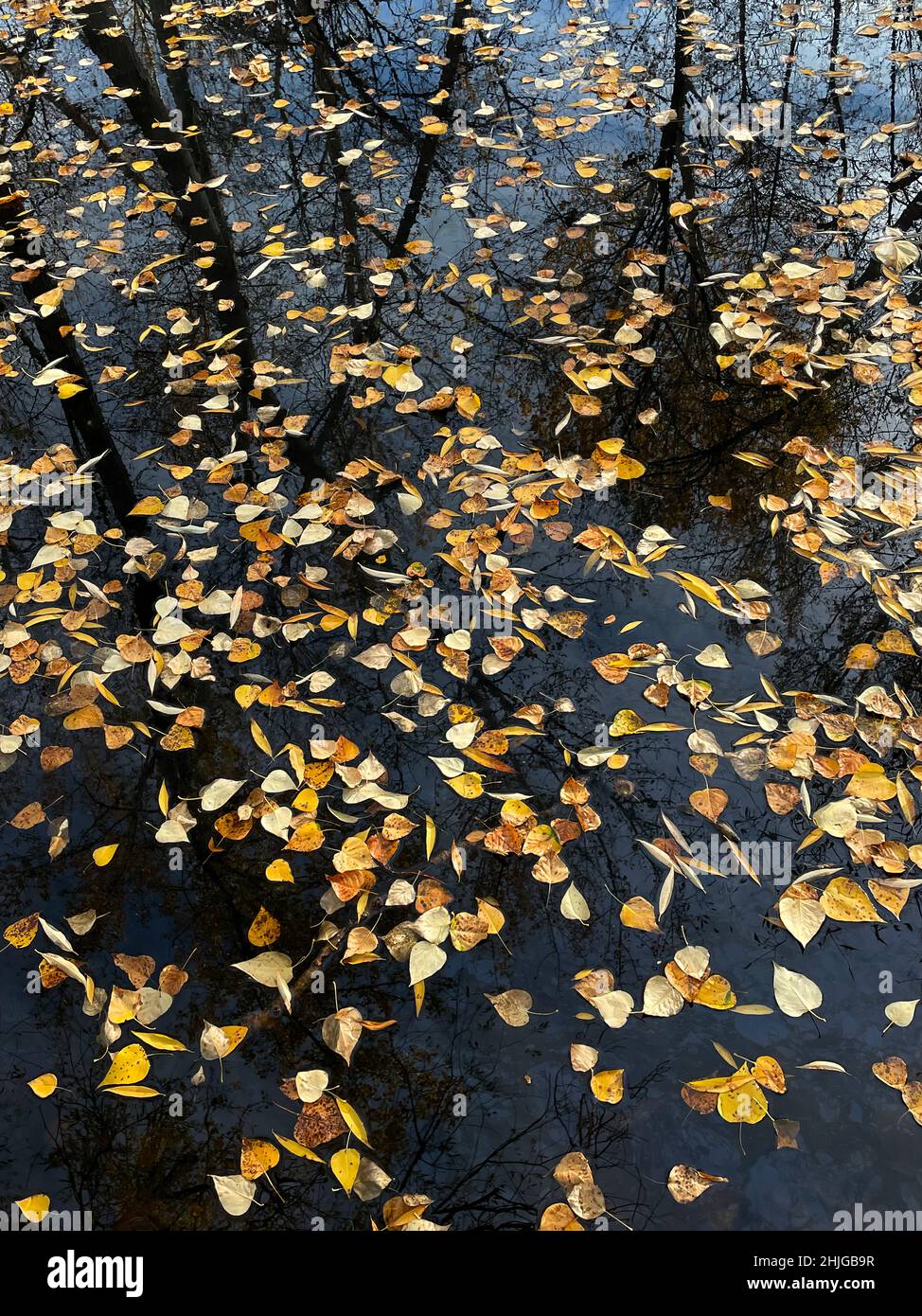 Cottonwood leaves floating on the surface of a side channel of the Boise River in Idaho's Barber Park. Stock Photo
