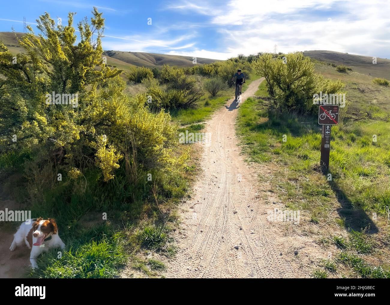 Mt biker descending through a dense group of blooming bitterbrush (Purshia tridentata) in the Boise foothills Stock Photo