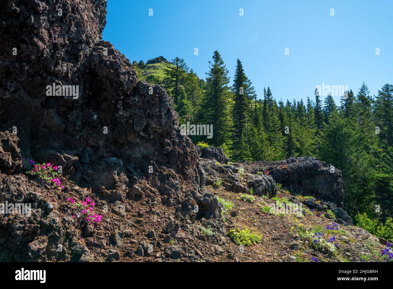 Pink Monkey Flower (Erythranthe lewisii) and Larkspur (Consolida ajacis) amid lava rocks along trail to top of Cone Peak. Stock Photo