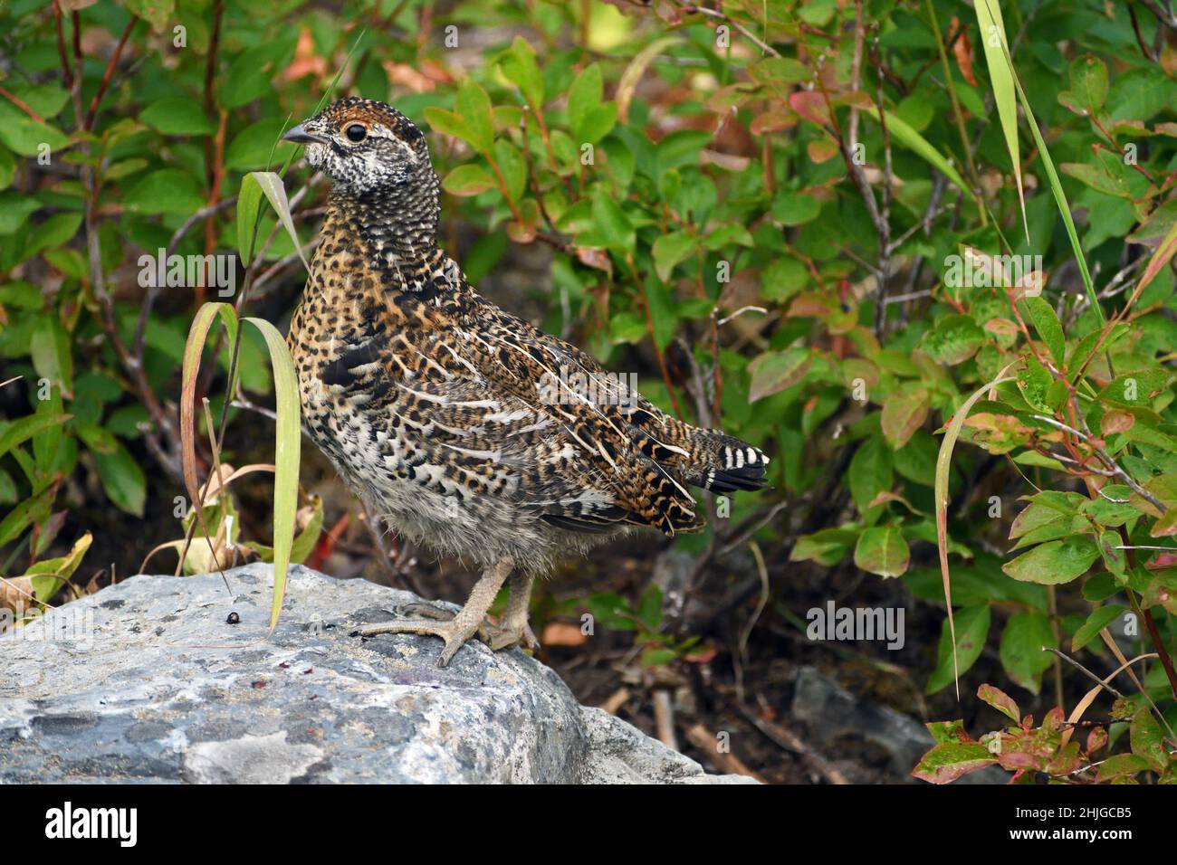 Juvenile spruce grouse foraging on huckleberries in late summer. Kootenai National Forest, Montana. (Photo by Randy Beacham) Stock Photo