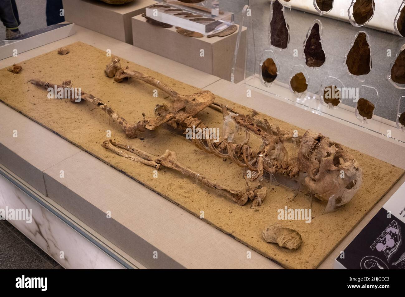 Human corpse skeleton exhibited in egypt, possibly uncovered in pyramid