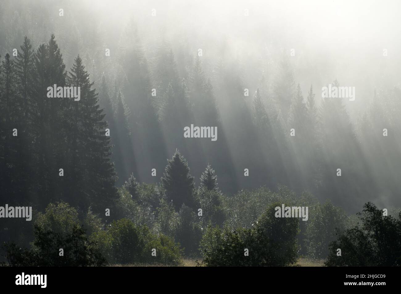 Sun rays shine through a forest at sunrise after the first frost of the year in summer. Yaak Valley, MT. (Photo by Randy Beacham) Stock Photo