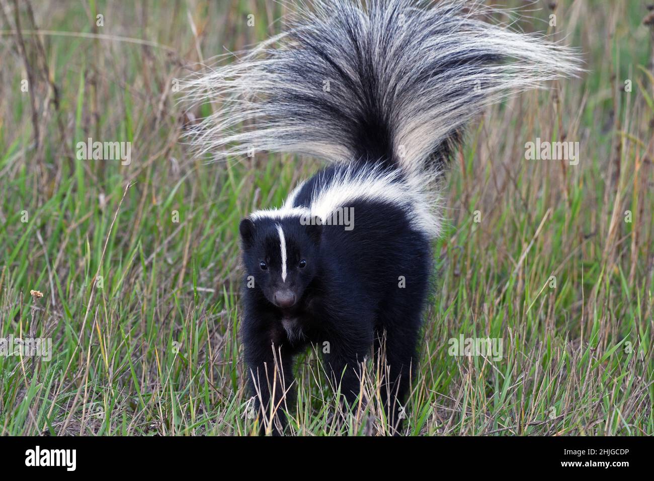 Striped skunk raising its tail as a warning in a grassland in summer. Yaak Valley, northwest Montana. (Photo by Randy Beacham) Stock Photo