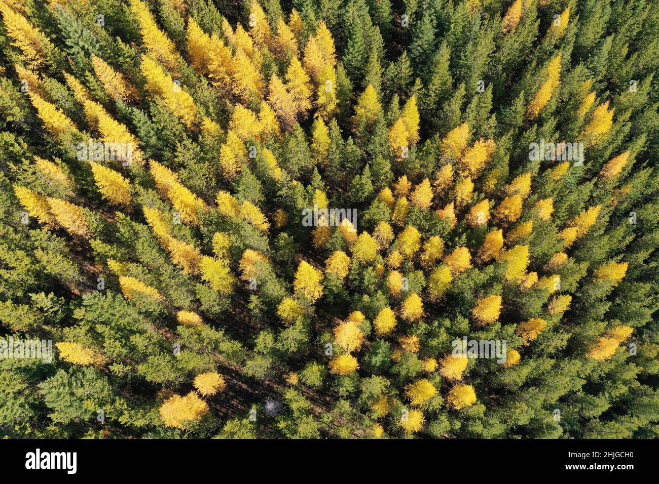 Aerial view of a mixed conifer forest with western larch in fall colors. Kootenai National Forest, MT. (Photo by Randy Beacham) Stock Photo