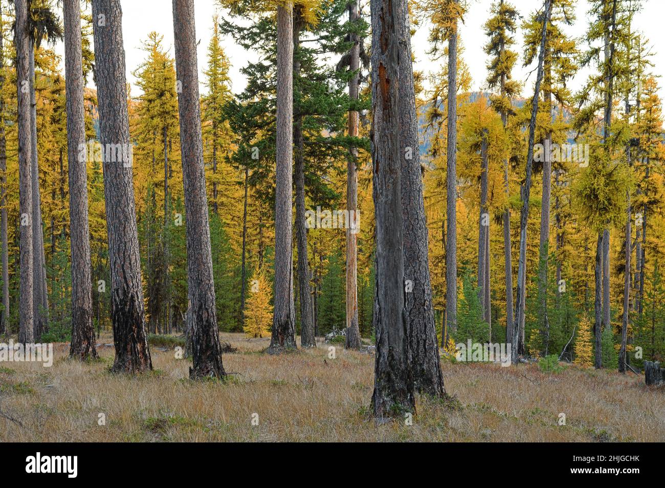 Western larch forest in fall. Yaak Valley, northwest Montana. (Photo by Randy Beacham) Stock Photo
