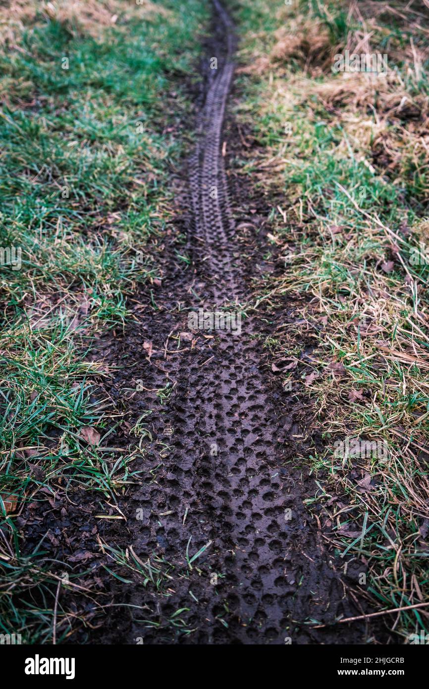 Sports Image Of Mountain Bike Tire Tracks In Wet Mud Stock Photo