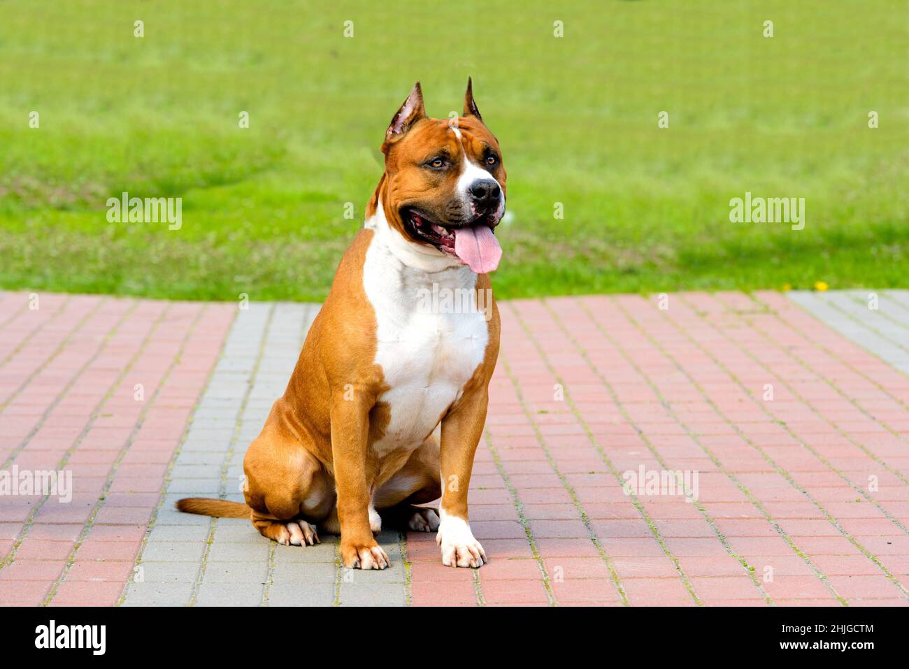 American Staffordshire Terrier fawn and white. The American Staffordshire  Terrier is in the city park Stock Photo - Alamy