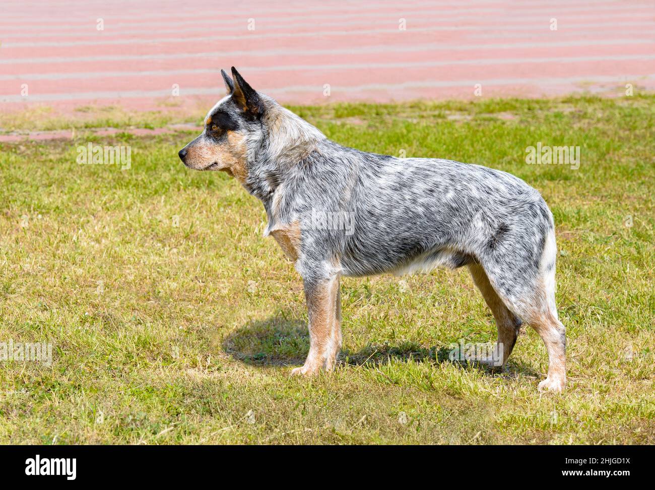 Australian Cattle Dog in profile. The Australian Cattle Dog stands on the green grass in the park. Stock Photo