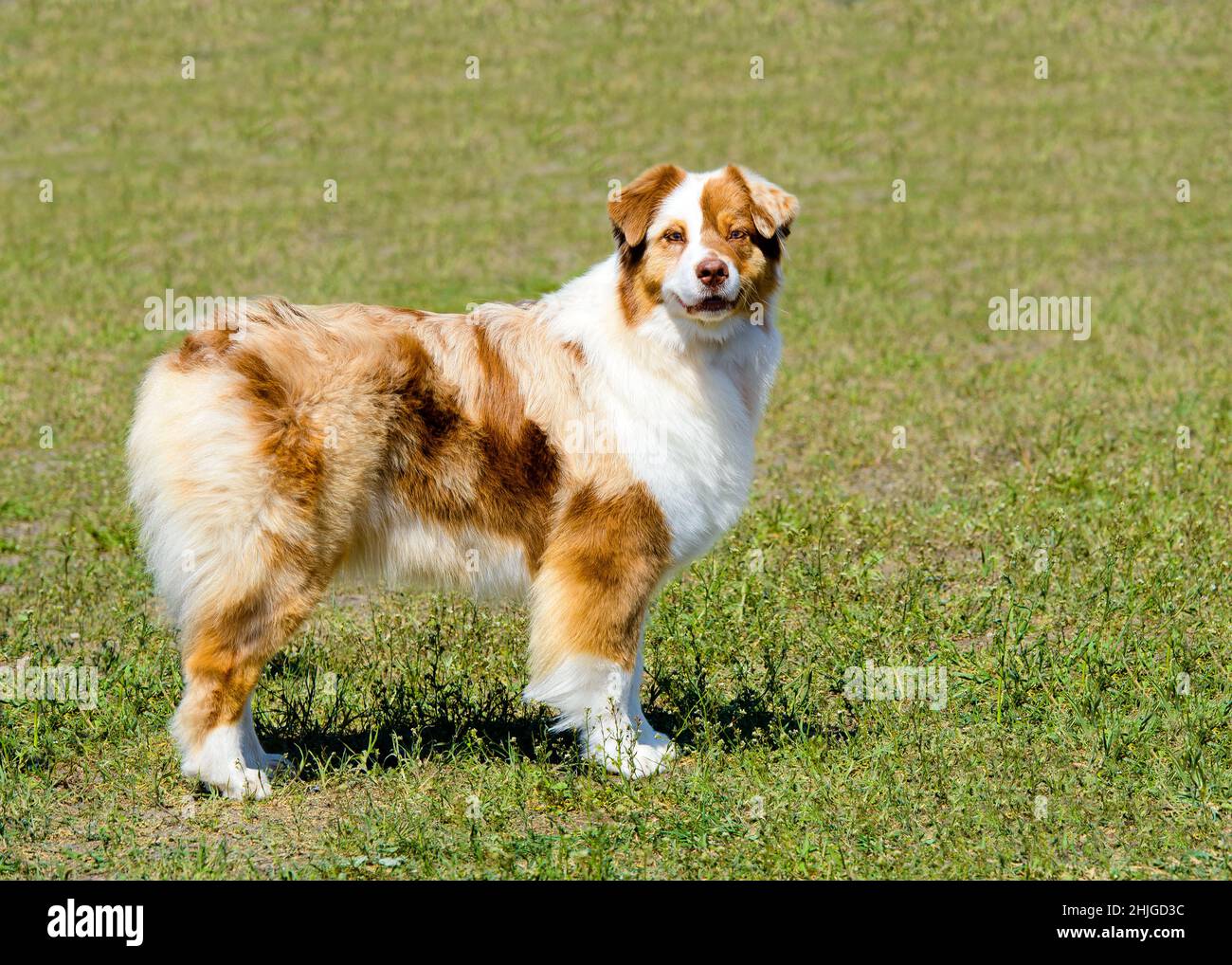 Australian shepherd cheap cropped tail