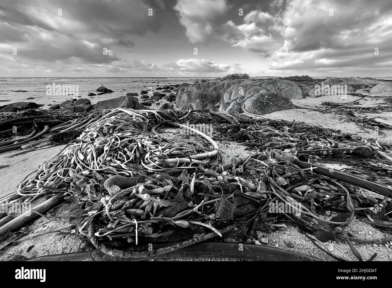 Piles of kelp resulting from warmer water/climate change and storms on beach below dramatic clouds at California's Asilomar Beach. Stock Photo