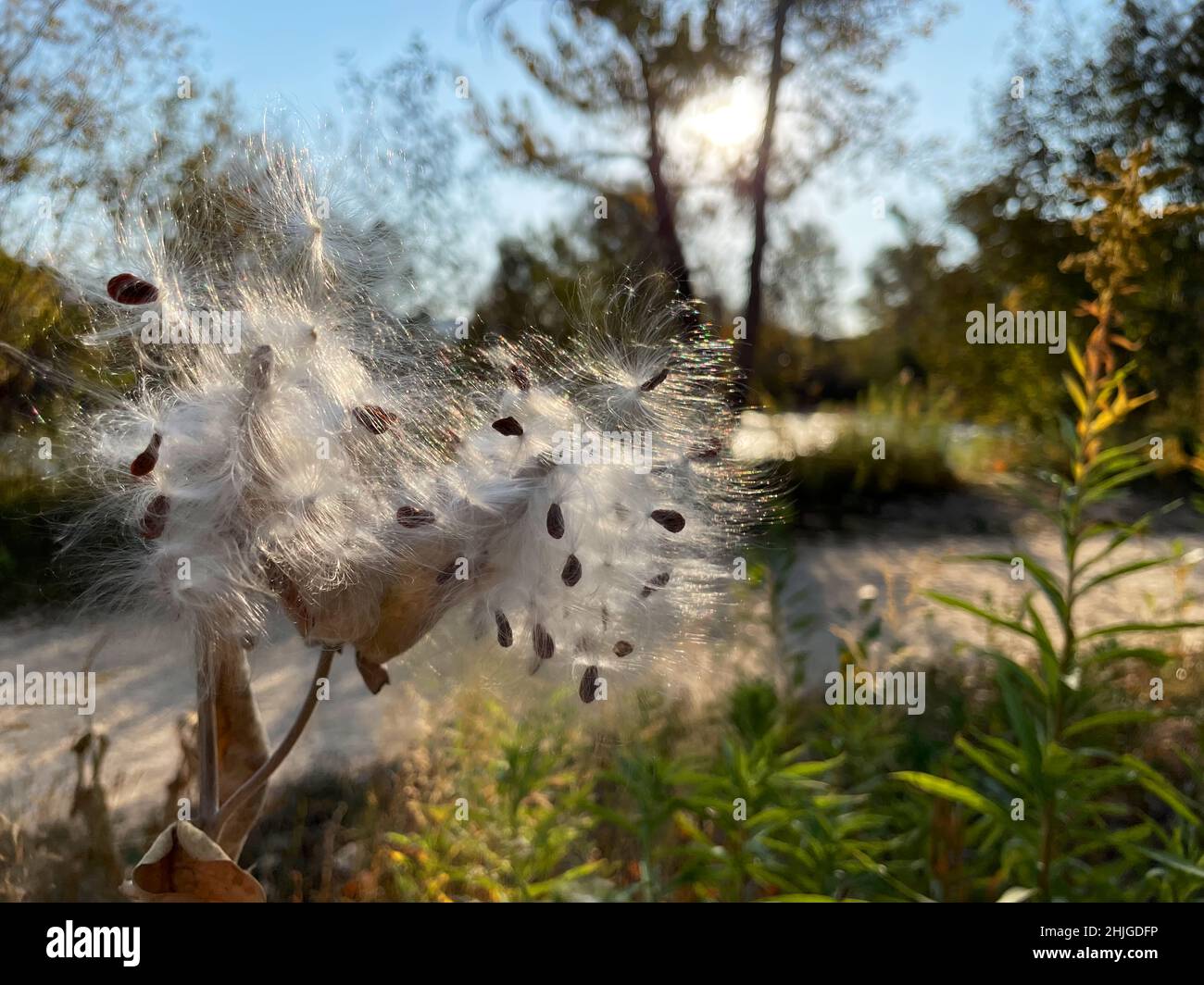 Mature common milkweed (Asclepias syriaca) disperses it's wind-borne seeds along the Boise River. Stock Photo