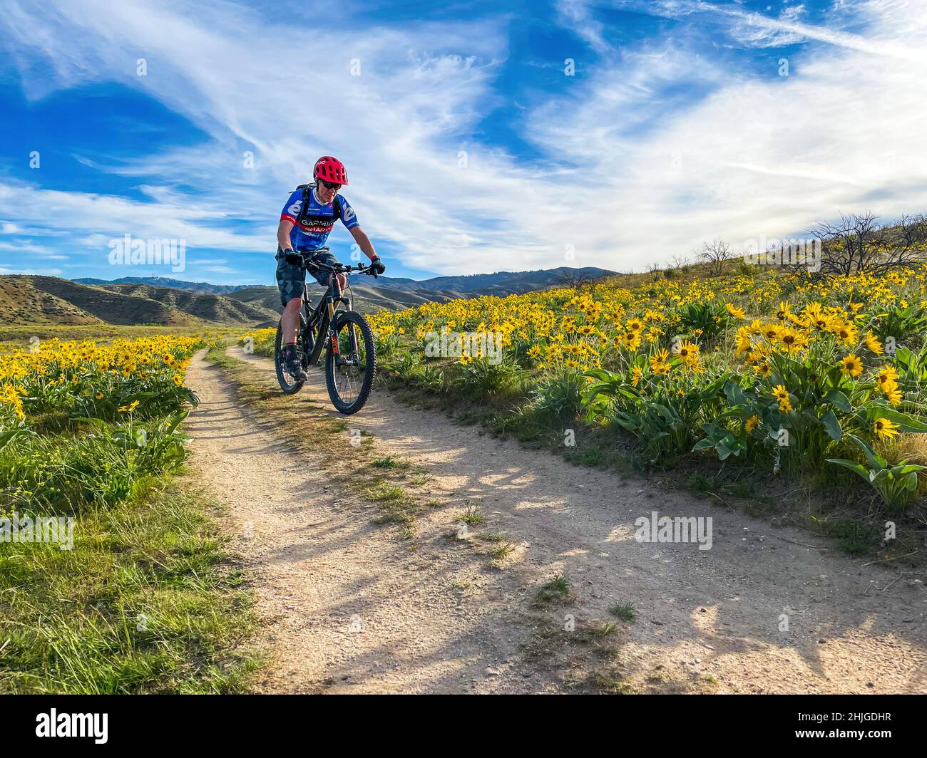 Early morning mt biker riding through a field of arrowleaf balsamroot (Balsamorhiza sagittata). Stock Photo