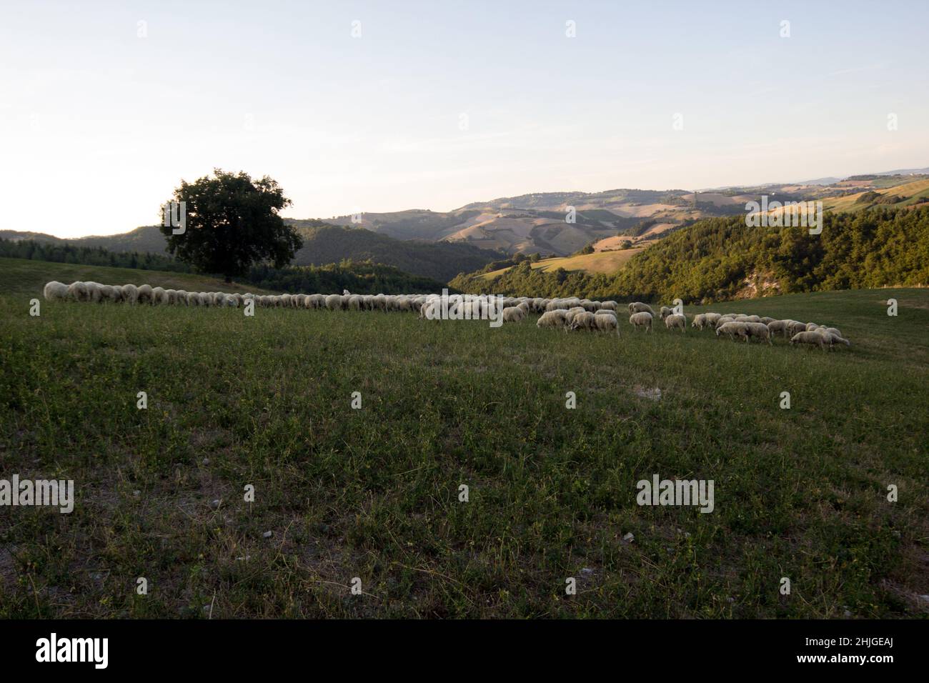 Flock of sheep in the pasture Stock Photo - Alamy