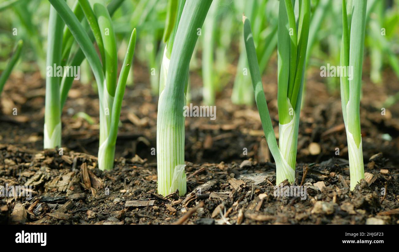 Onion spring sibies scallion stem stalk Allium cepa thick bulb common