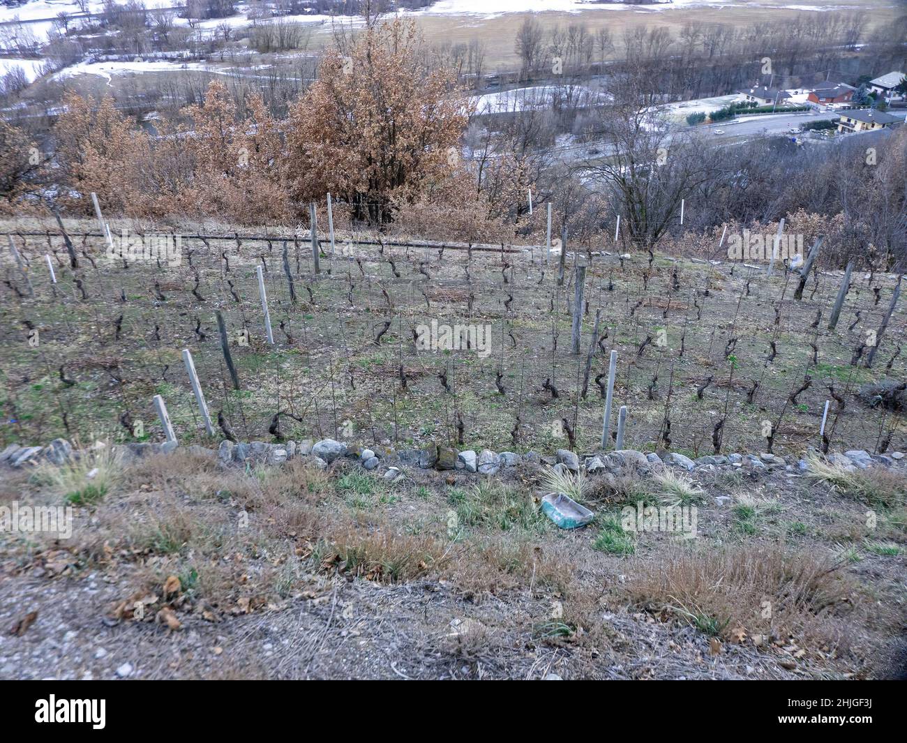 uncultivated grape fields in winter Stock Photo