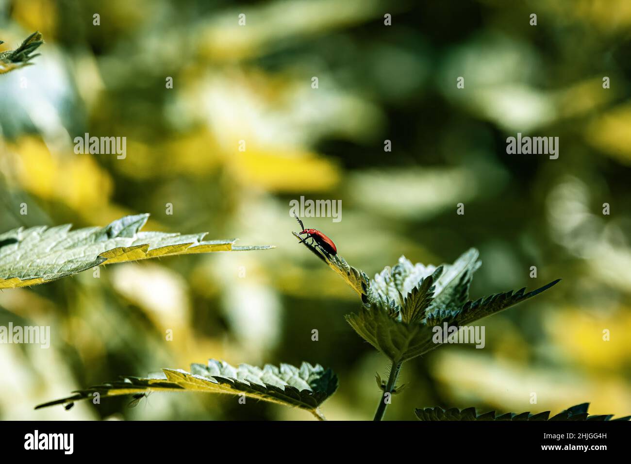 Closeup of green leaves a stem Stock Photo - Alamy