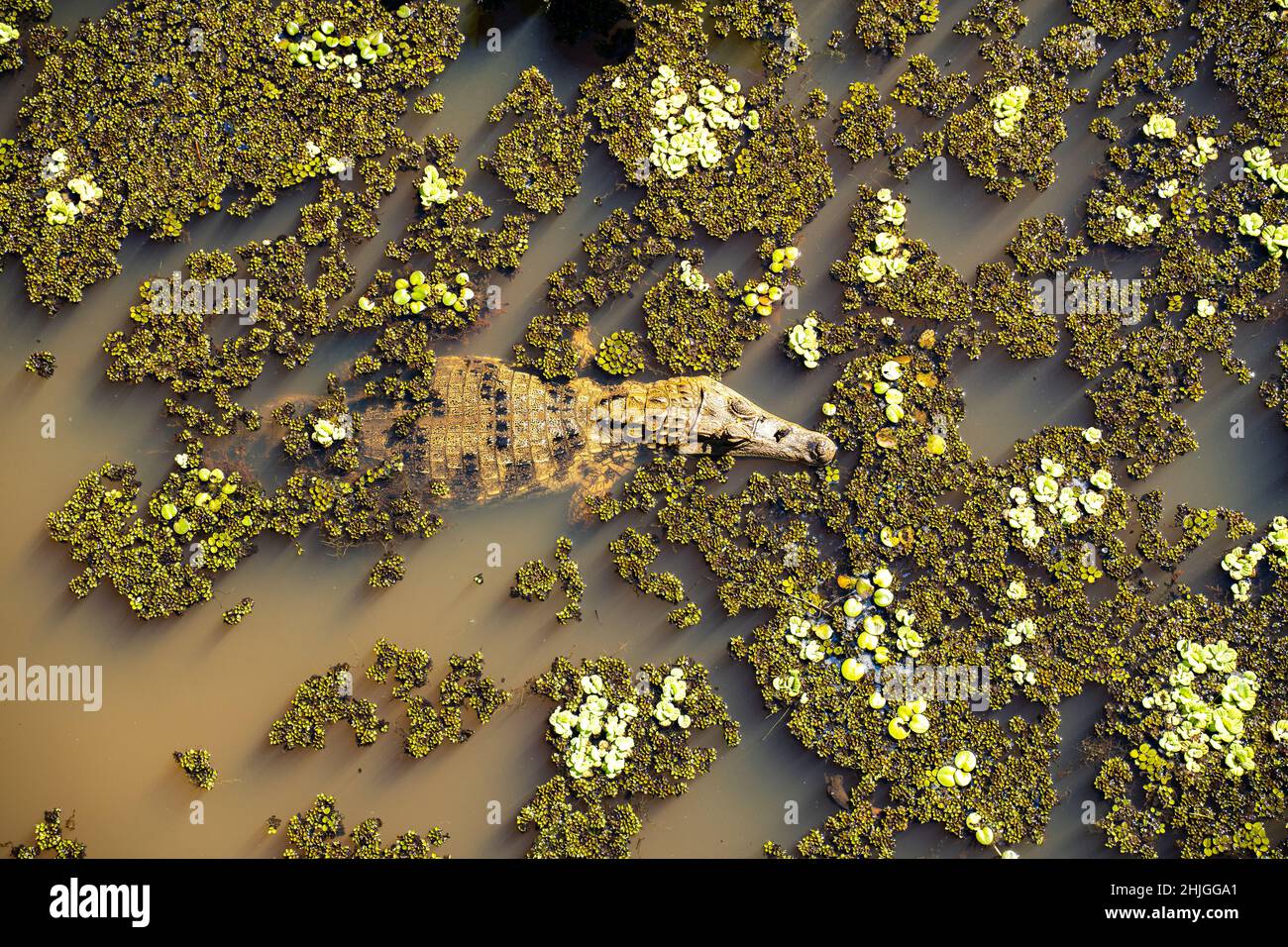 A caiman in a lagoon Stock Photo