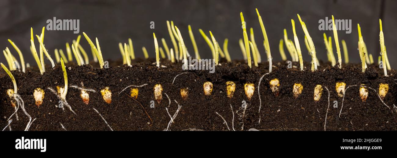 Shoots with young corn roots Stock Photo