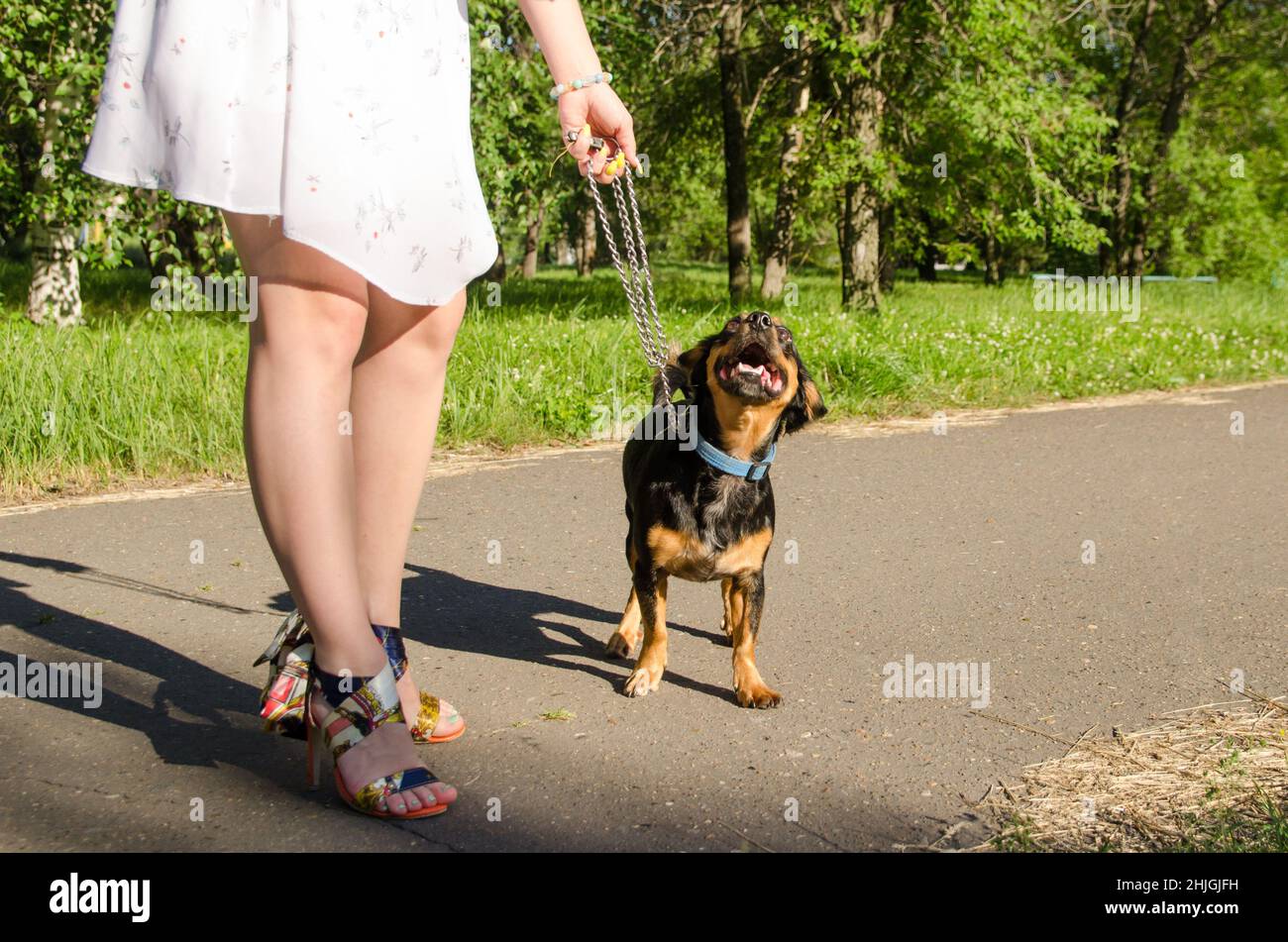 Beautiful blonde girl with a cute dog for a walk in the park. Stock Photo