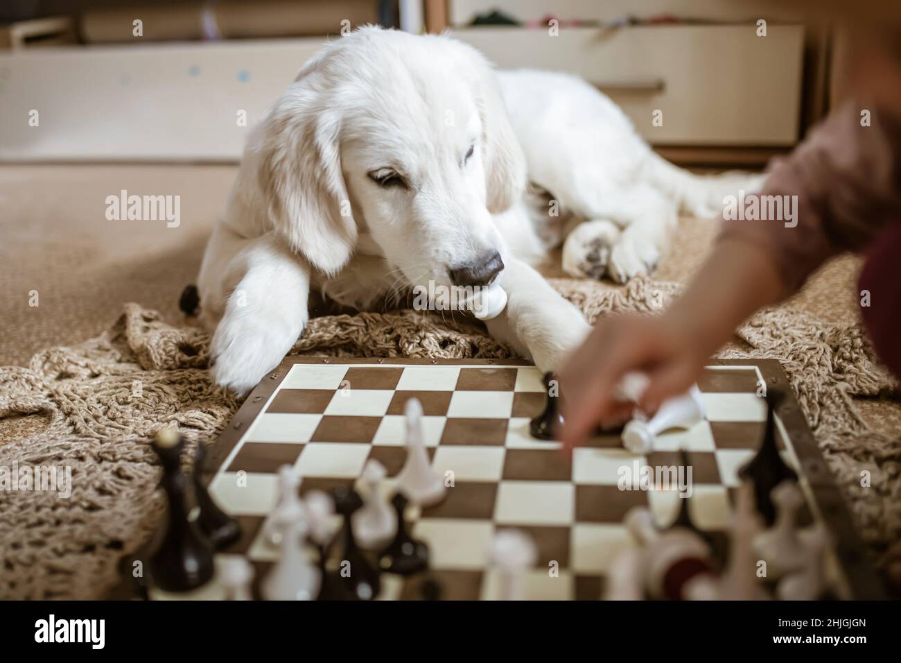 Chess board. Logical, intellectual game chessboard, chess game black a By  WinWin_artlab