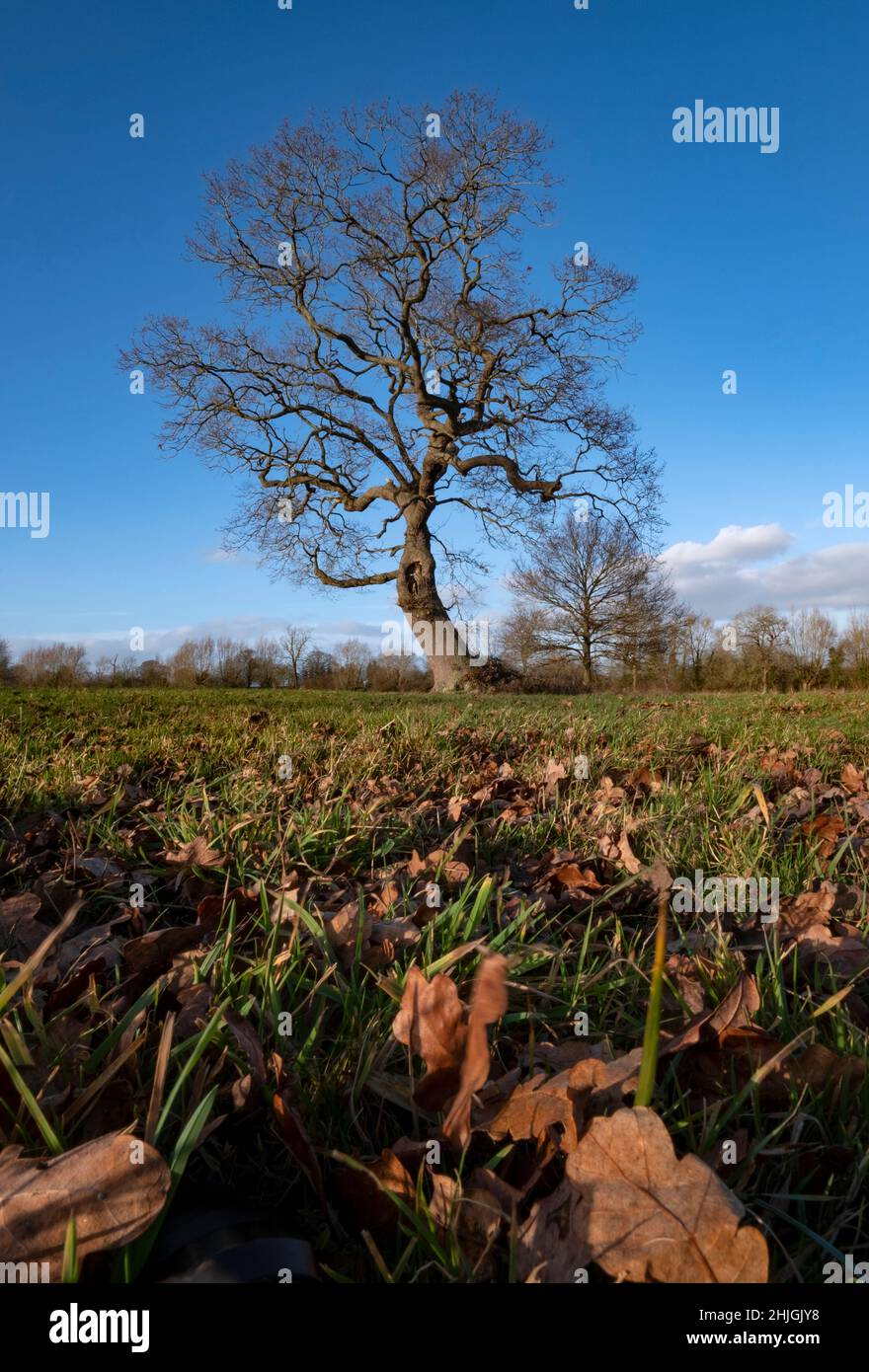 An ancient Oak tree in Winter sunshine with it's copper coloured leaves laying on the ground all around, Worcestershire, England. Stock Photo