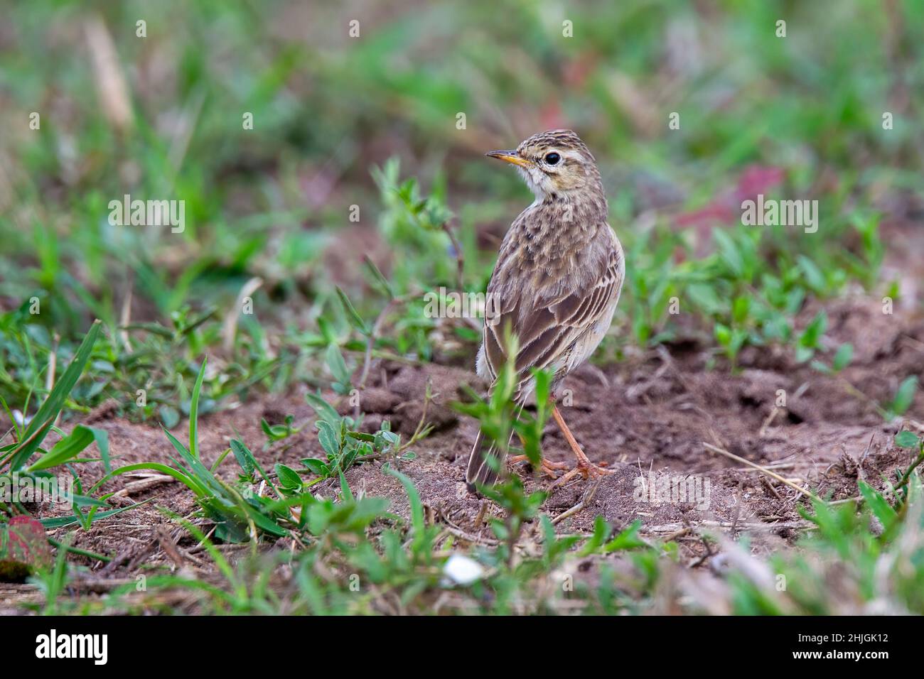 African Pipit  Anthus cinnamomeus Mkuze Game Reserve, South Africa 24 August 2018      Adult       Motacillidae Stock Photo