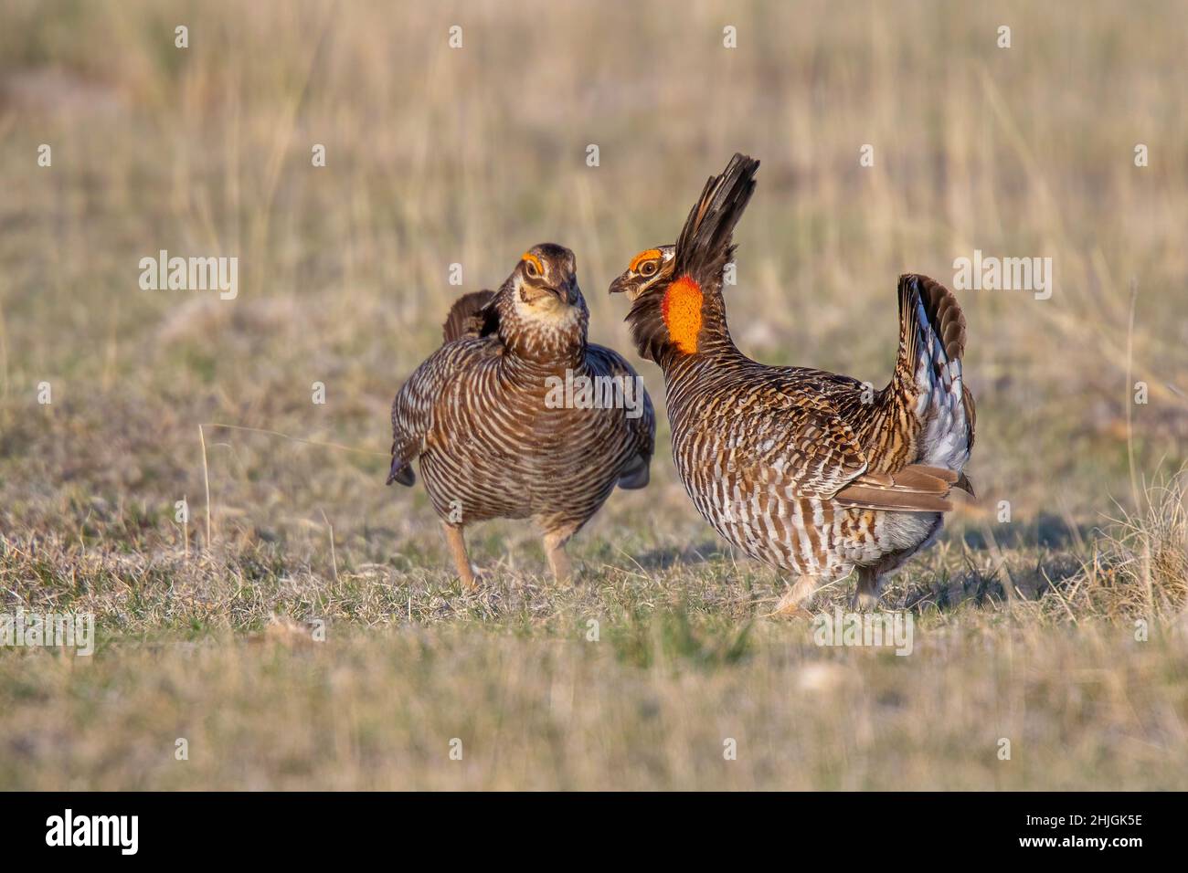 Greater Prairie-Chicken  Tympanuchus cupido Wray, Yuma County, Colorado 28 April 2019      Adult        Phasianidae Stock Photo