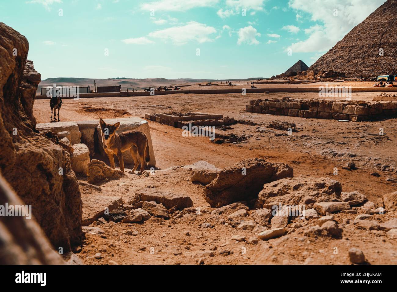 Stray dog looking at the camera in the foreground, great pyramids of